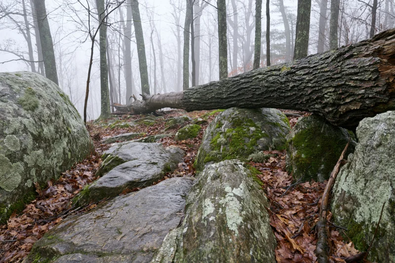 Fallen tree trunk lying across rocky forest floor in foggy woodland