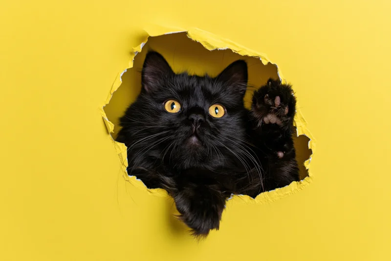 Fluffy black cat peeking through torn hole in bright yellow paper