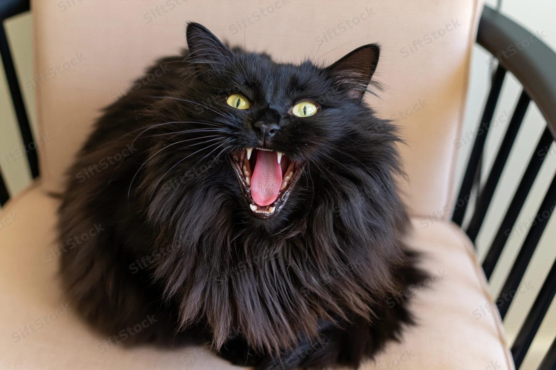 Fluffy black cat yawning with mouth wide open while sitting on beige upholstered chair