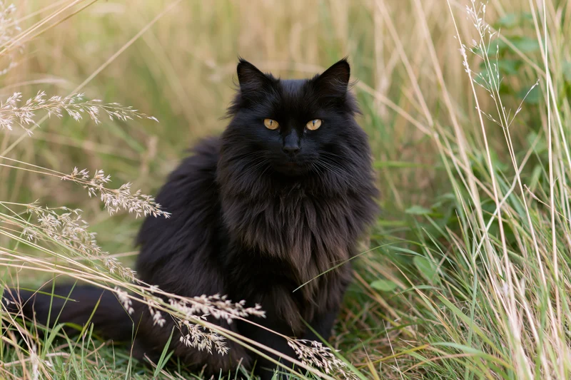 Fluffy black longhaired cat sitting alert in tall wild grass field