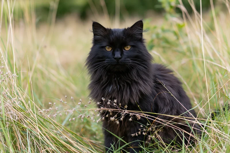 Fluffy black longhaired cat sitting alert in tall wild grass outdoors