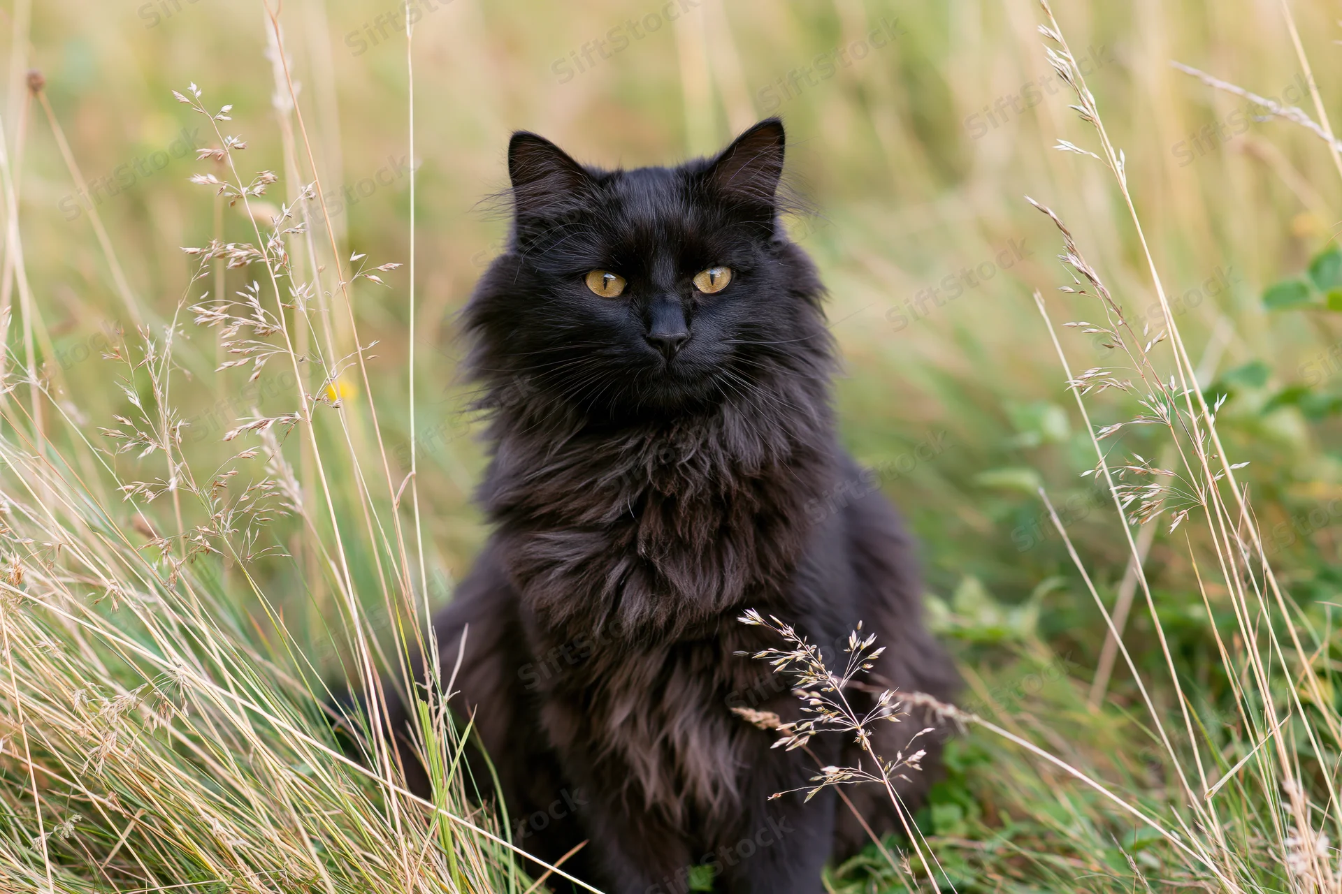 Fluffy black longhaired cat sitting alert in tall wild grass outdoors
