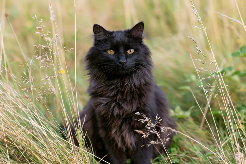 Fluffy black longhaired cat sitting alert in tall wild grass outdoors