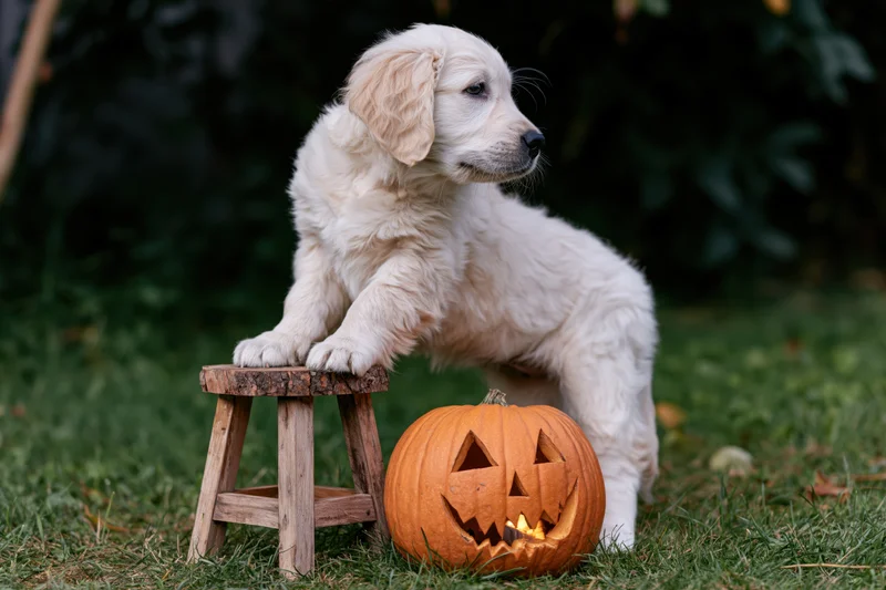 Fluffy white golden retriever puppy standing on hind legs beside carved pumpkin on grassy yard