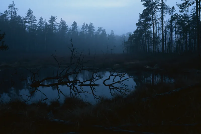 Foggy swamp at night with still dark water reflecting bare dead branches and surrounding pine trees