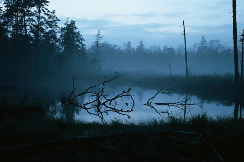 Foggy swamp at night with still dark water reflecting bare dead branches and surrounding forest