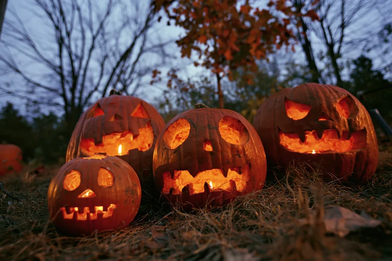 Four carved jack-o-lanterns glowing with candles on dry grass at dusk in a wooded area