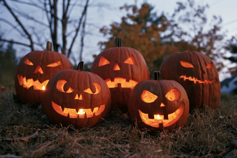 Carved jack-o-lanterns glowing on dry grass at dusk in a wooded area