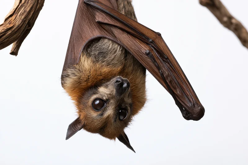 Fruit bat hanging upside down from a dry wooden branch against white background