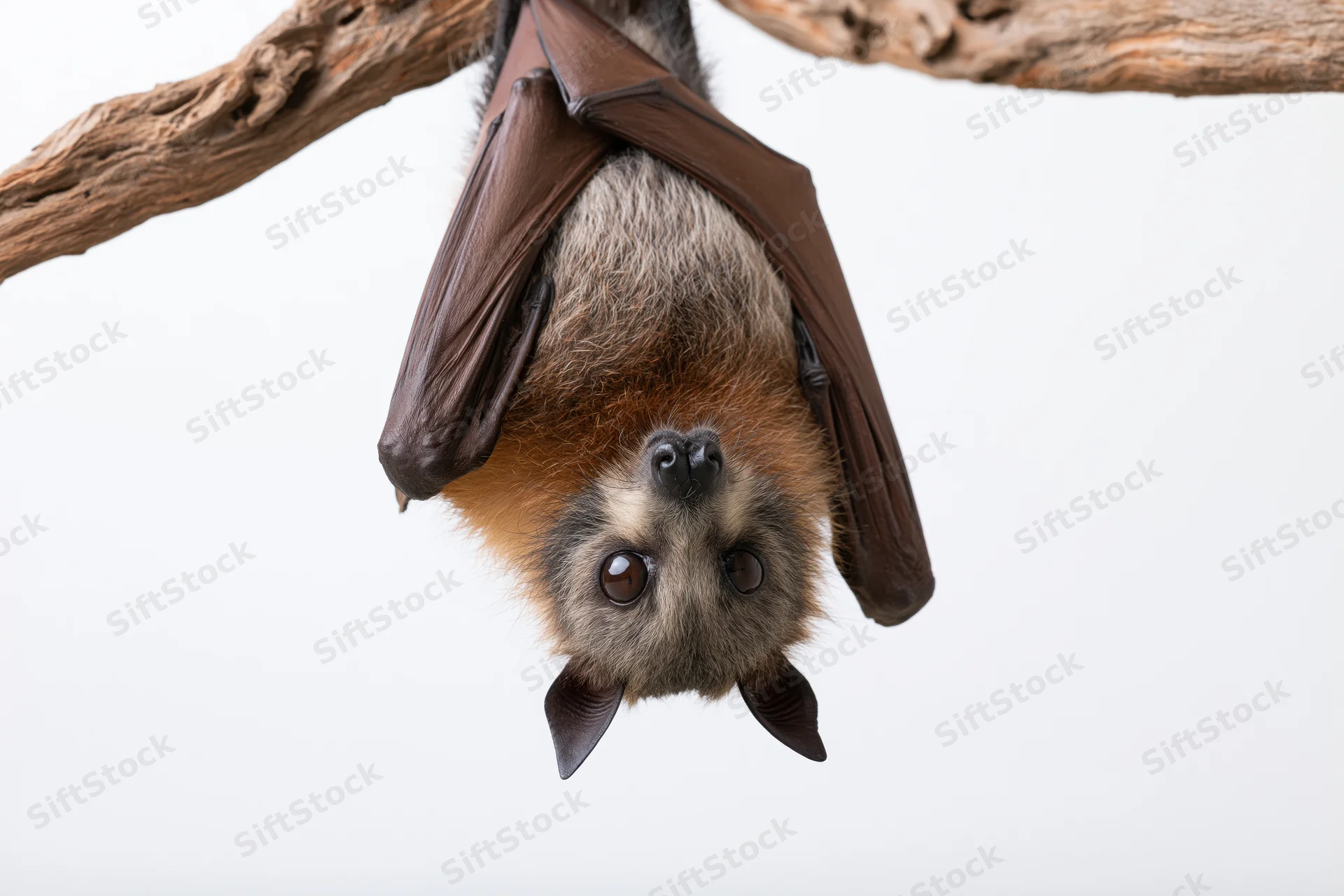 Fruit bat hanging upside down from a gnarled dry wooden branch against white background