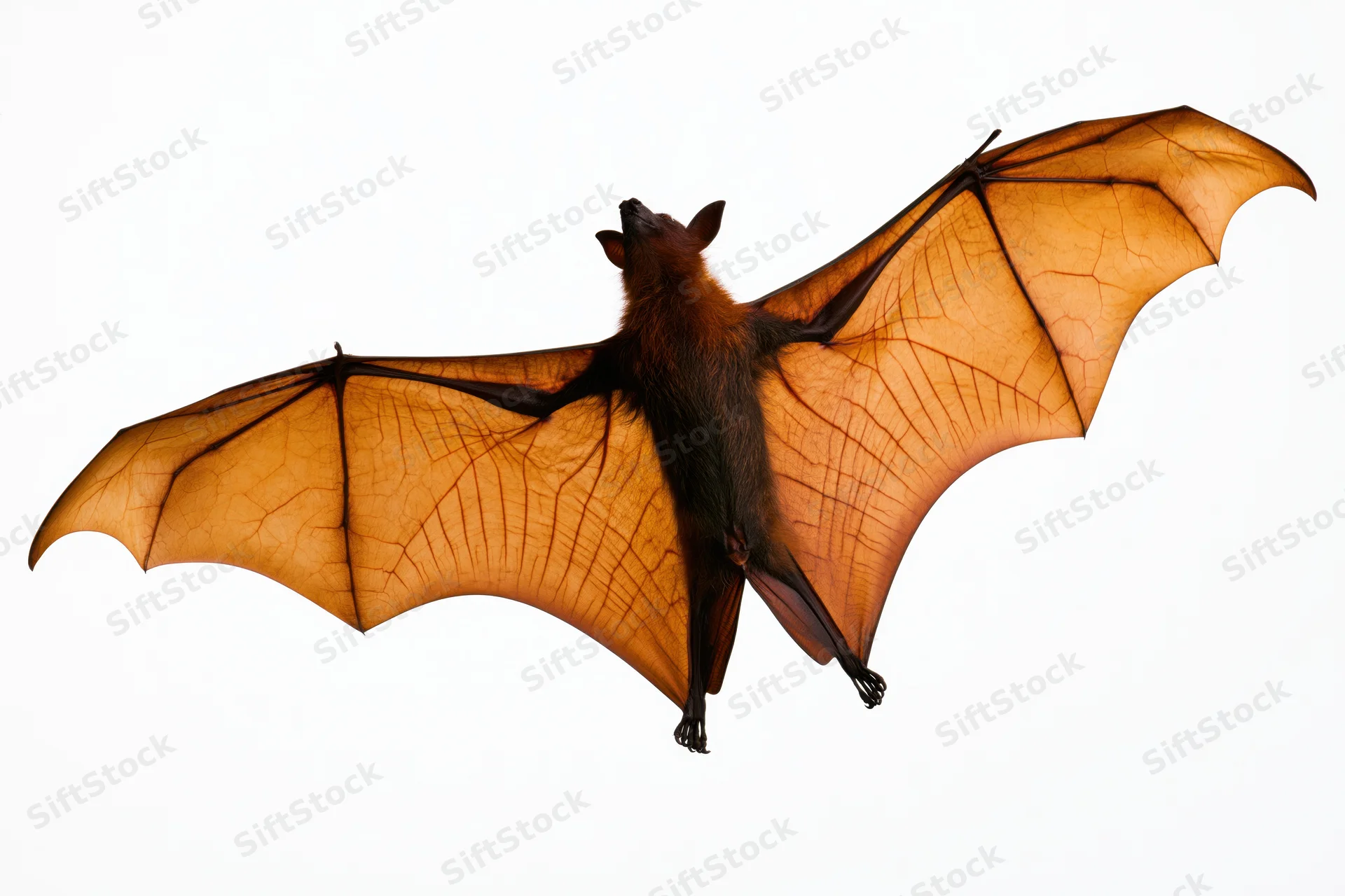 Fruit bat in mid-flight with wings fully spread against white background