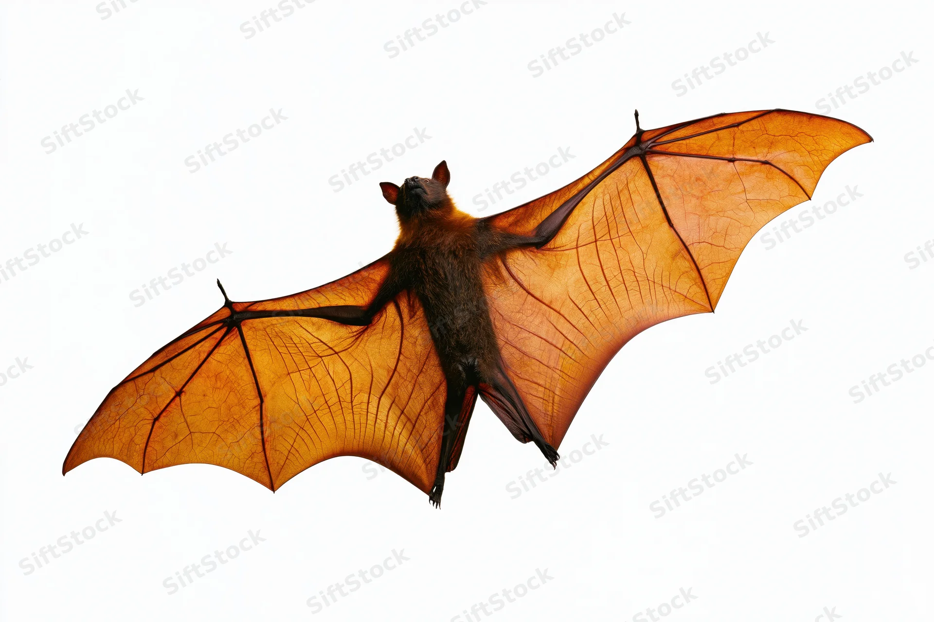 Fruit bat in mid-flight with wings fully spread against white background