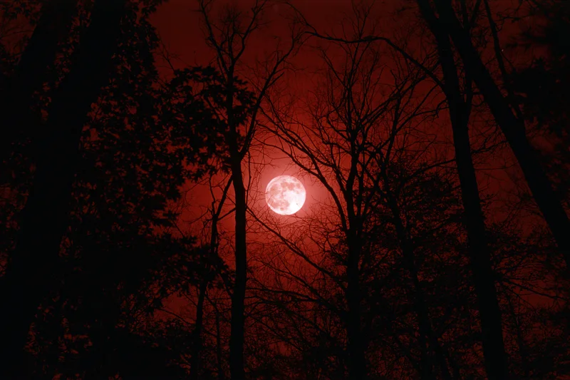 Full moon glowing pale white against deep crimson sky seen through bare forest trees at night