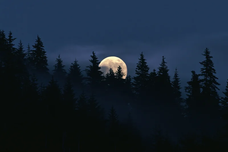 Full moon rising behind dense conifer forest at night, silhouetted against dark sky with mist below