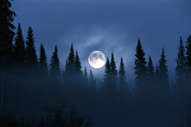 Full moon rising behind dense conifer forest at night in misty twilight
