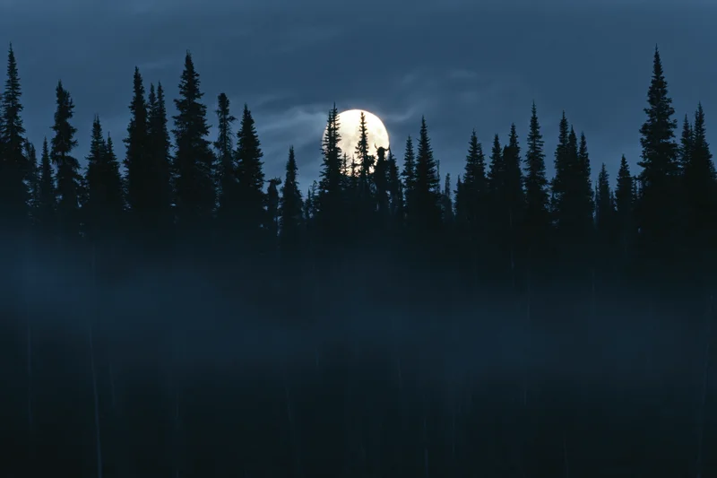 Full moon rising behind dense conifer forest at night, silhouetted against dark sky with mist below