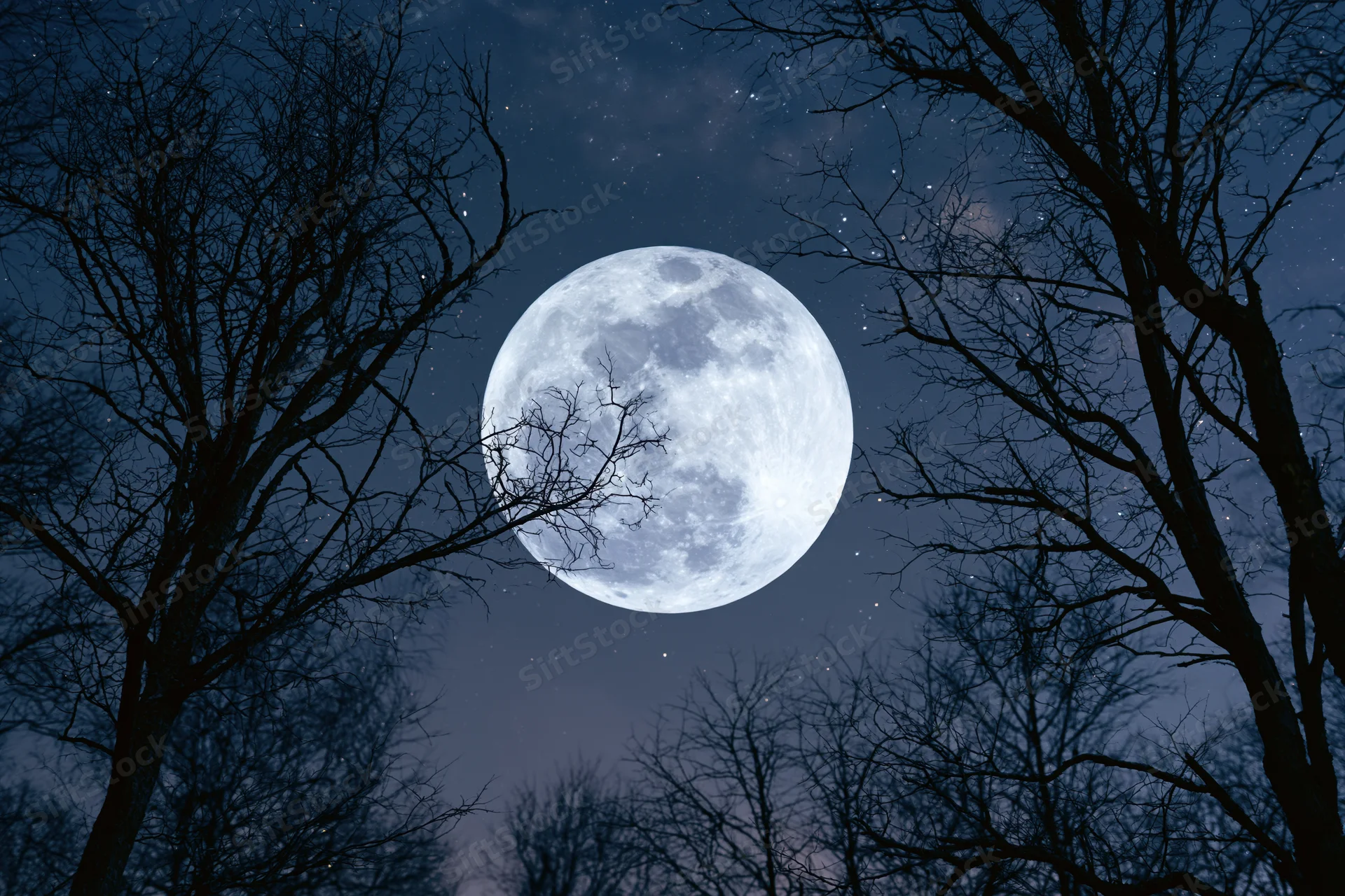 Full moon rising over bare winter forest at night