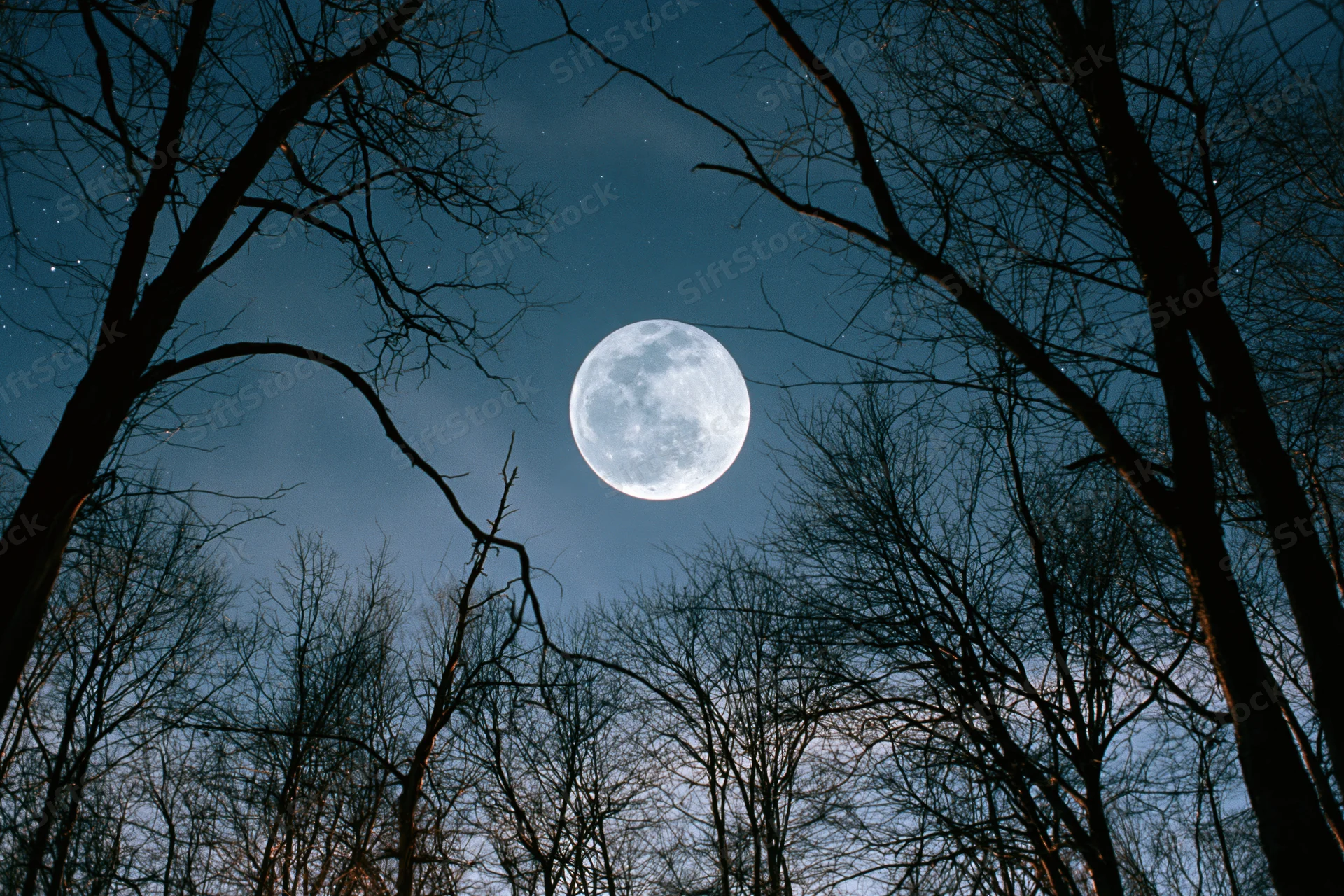 Full moon rising above bare winter trees in a dark forest at night