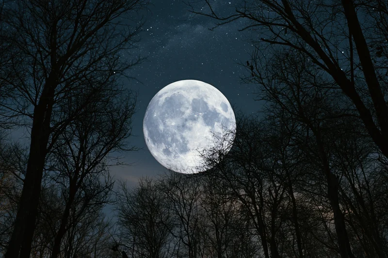 Full moon rising over bare trees in a winter forest at night