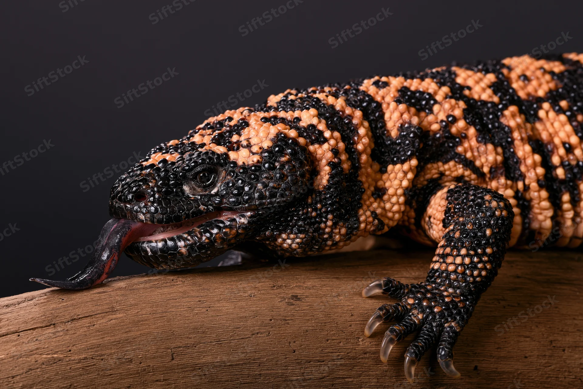 Gila monster lizard with forked tongue extended resting on a wooden log