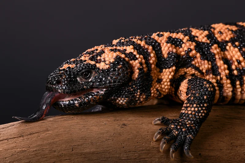 Gila monster lizard with forked tongue extended resting on a wooden log