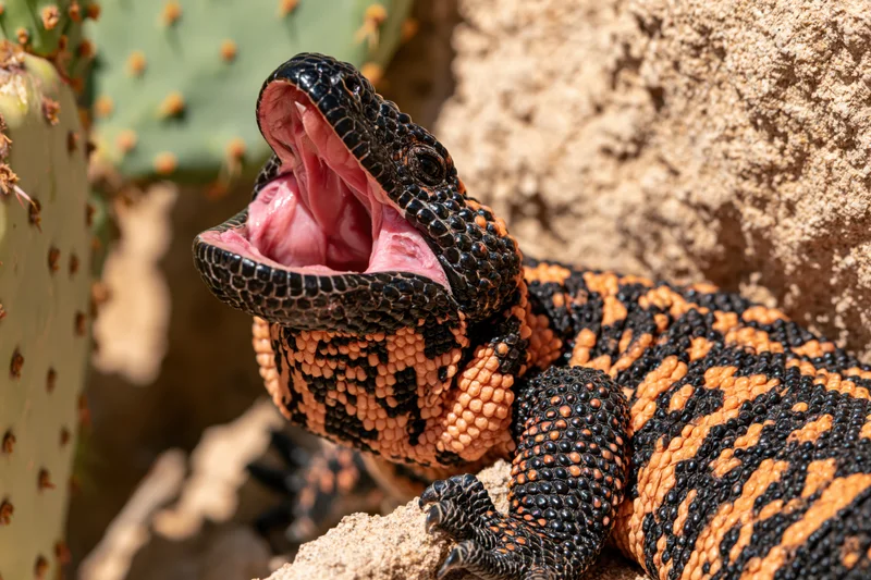 Gila monster with mouth wide open resting on sandy rock beside cactus