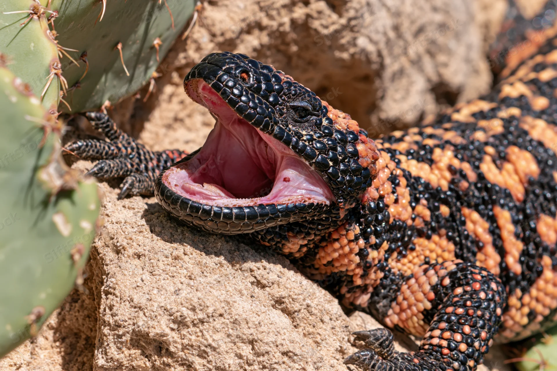 Gila monster with mouth wide open resting on sandy rock beside cactus