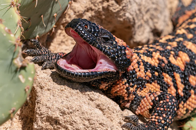 Gila monster with mouth wide open resting on sandy rock beside cactus