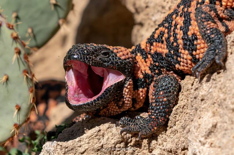 Gila monster with mouth open resting on sandy rock beside cactus