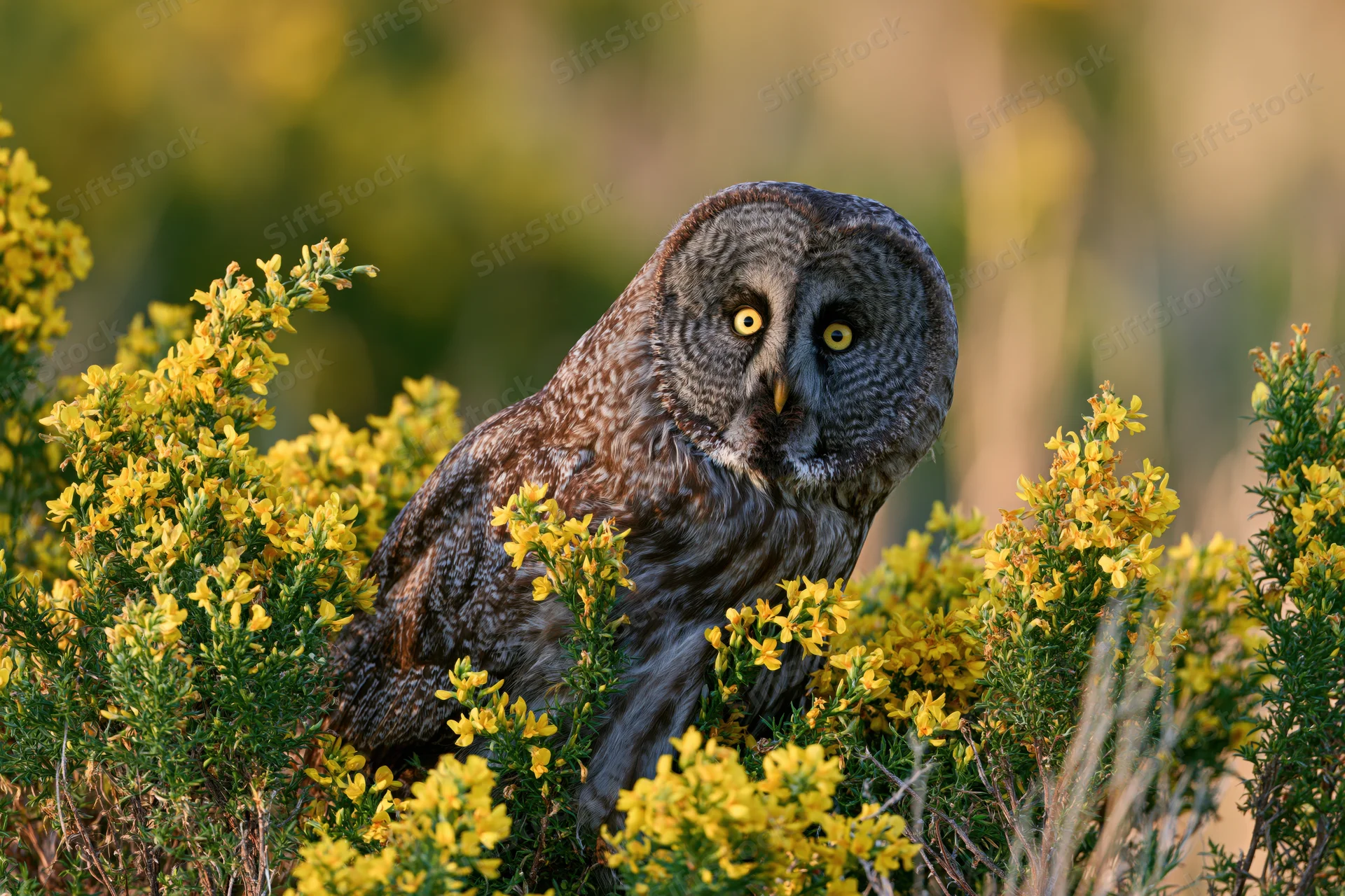 Great grey owl perched among dense yellow wildflower shrubs in a forest clearing during spring daytime