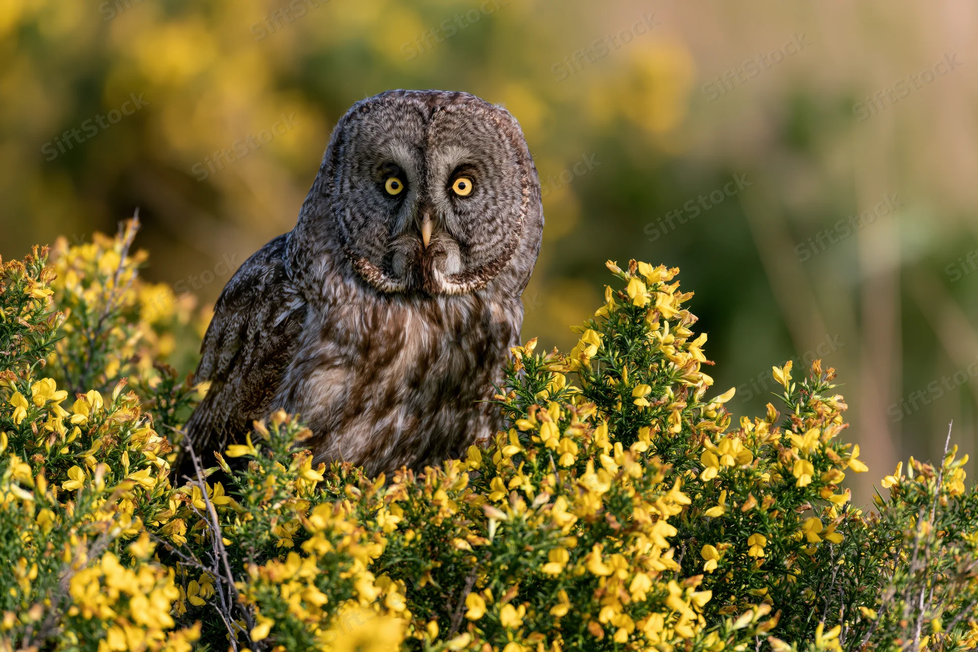Great grey owl perched among dense yellow wildflower shrubs in a natural woodland setting