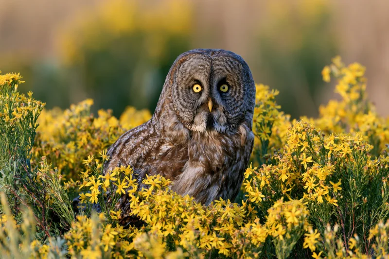 Great grey owl perched among dense yellow wildflower shrubs in a natural field setting