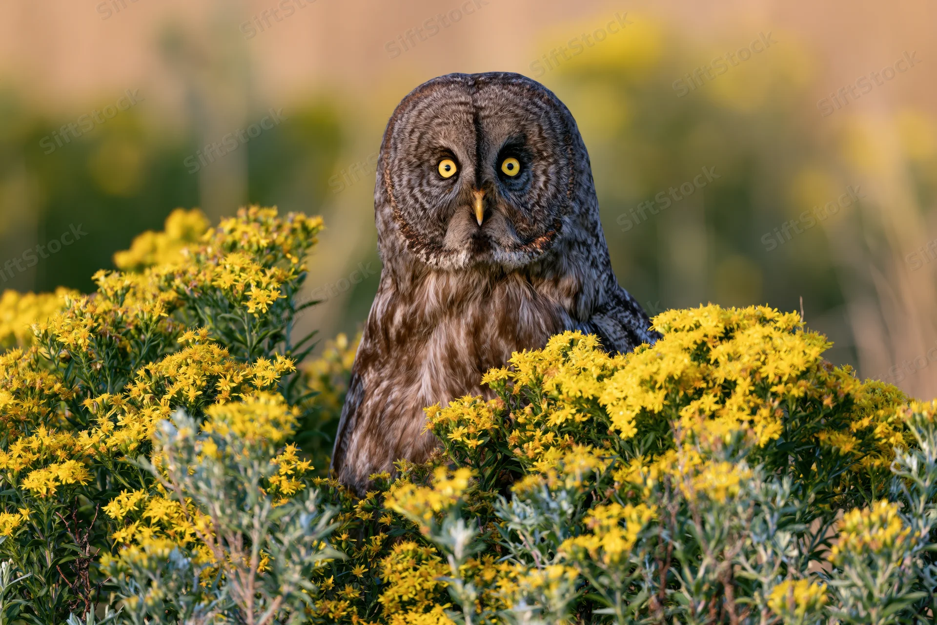 Great grey owl perched among dense yellow wildflower shrubs in a sunlit field