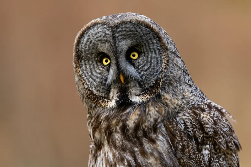 Great grey owl turning its head slightly in close-up portrait against blurred natural background