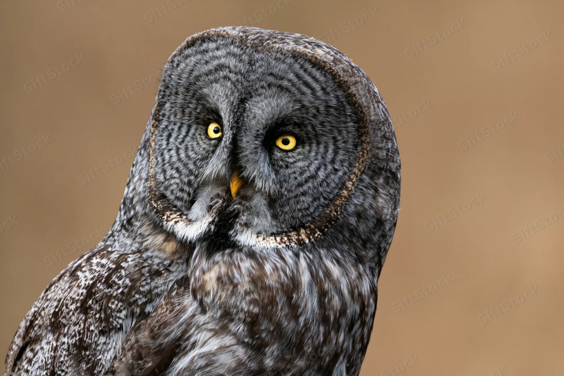 Great grey owl turning its head slightly in close-up portrait