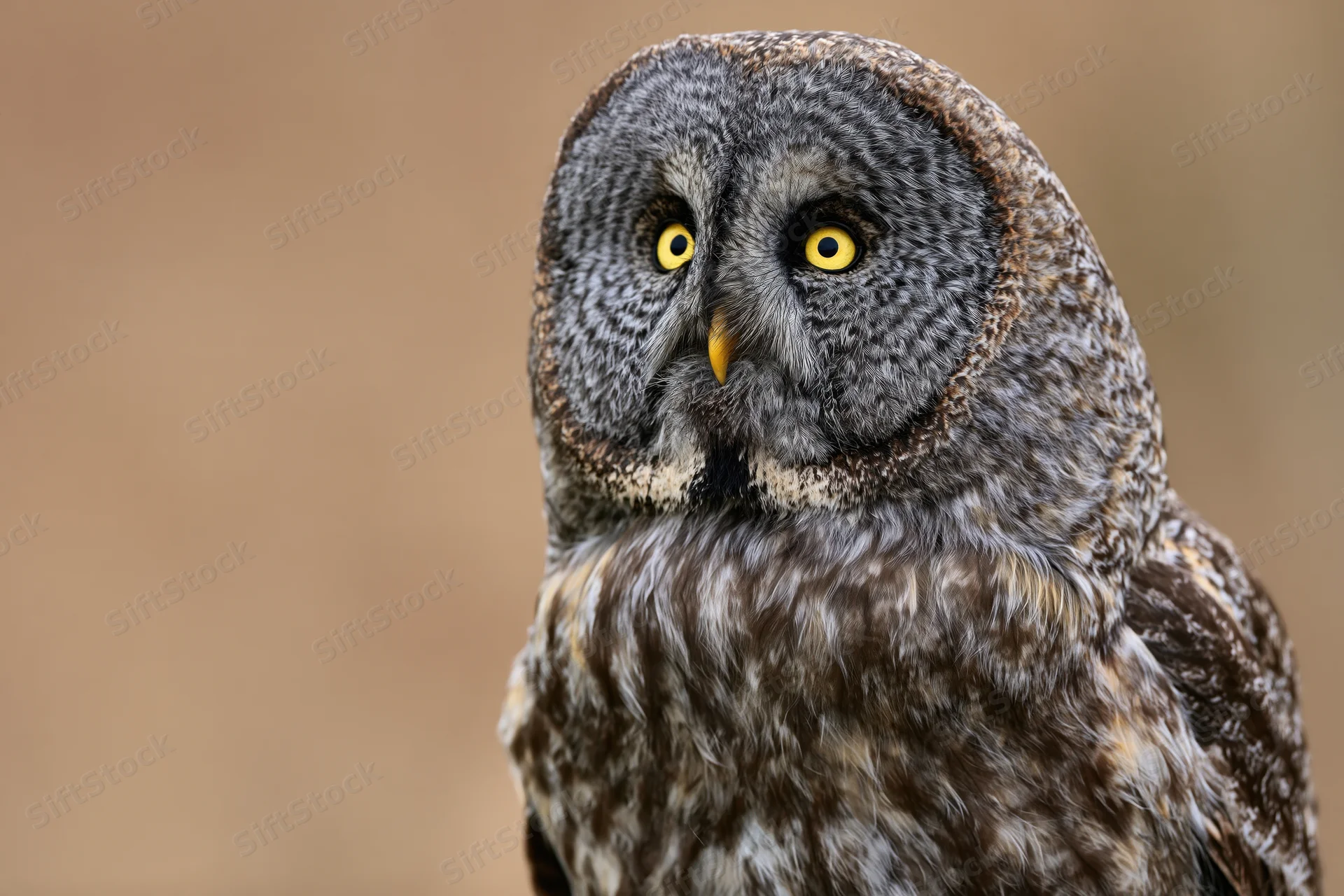 Great grey owl turning its head slightly in close-up portrait against blurred natural background