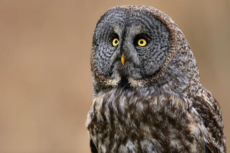 Great grey owl turning its head slightly in close-up portrait against blurred natural background