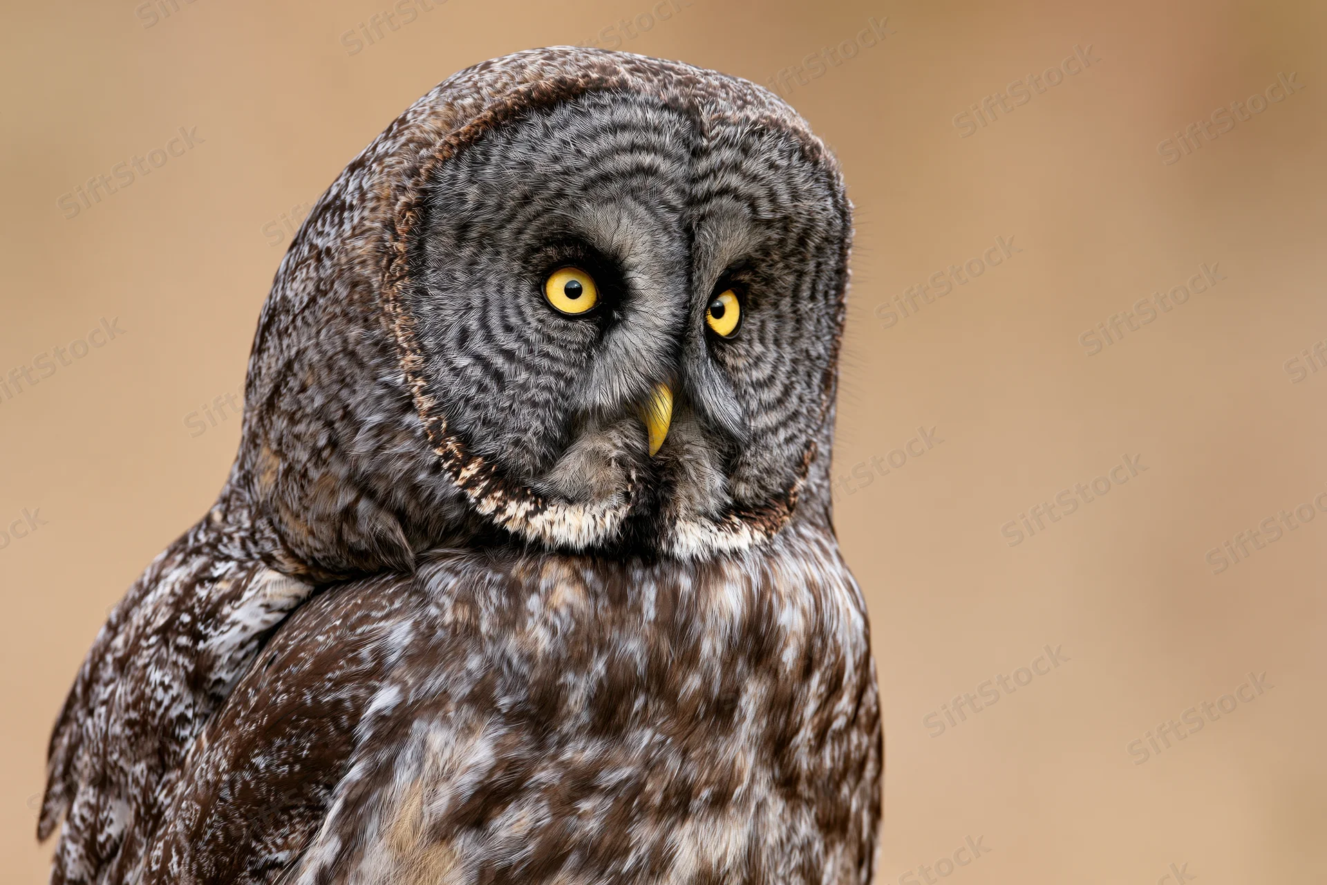 Great grey owl turning its head slightly in close-up portrait