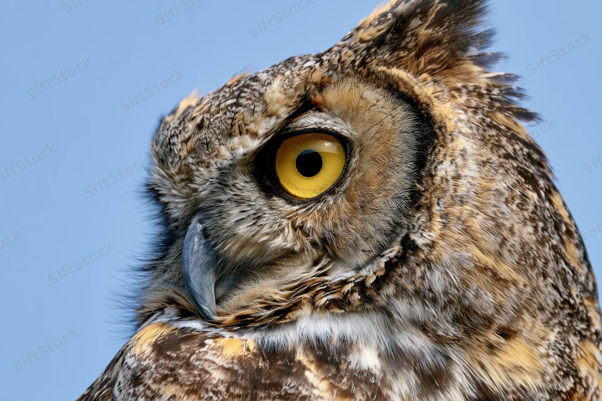 Great horned owl head in extreme closeup against blue sky