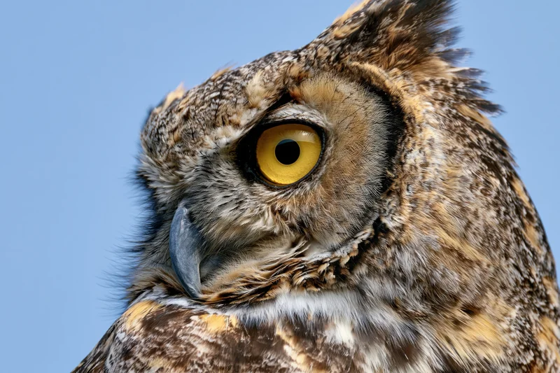 Great horned owl head in extreme closeup against blue sky