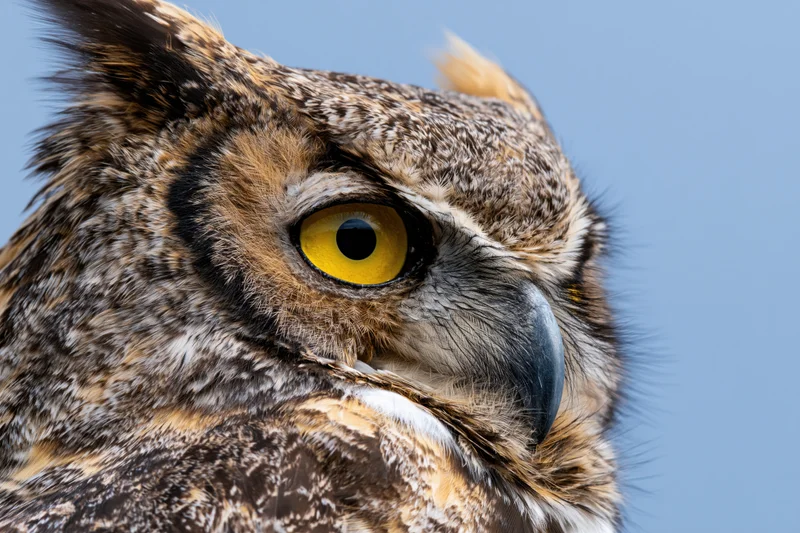 Great horned owl head in extreme closeup against blue sky