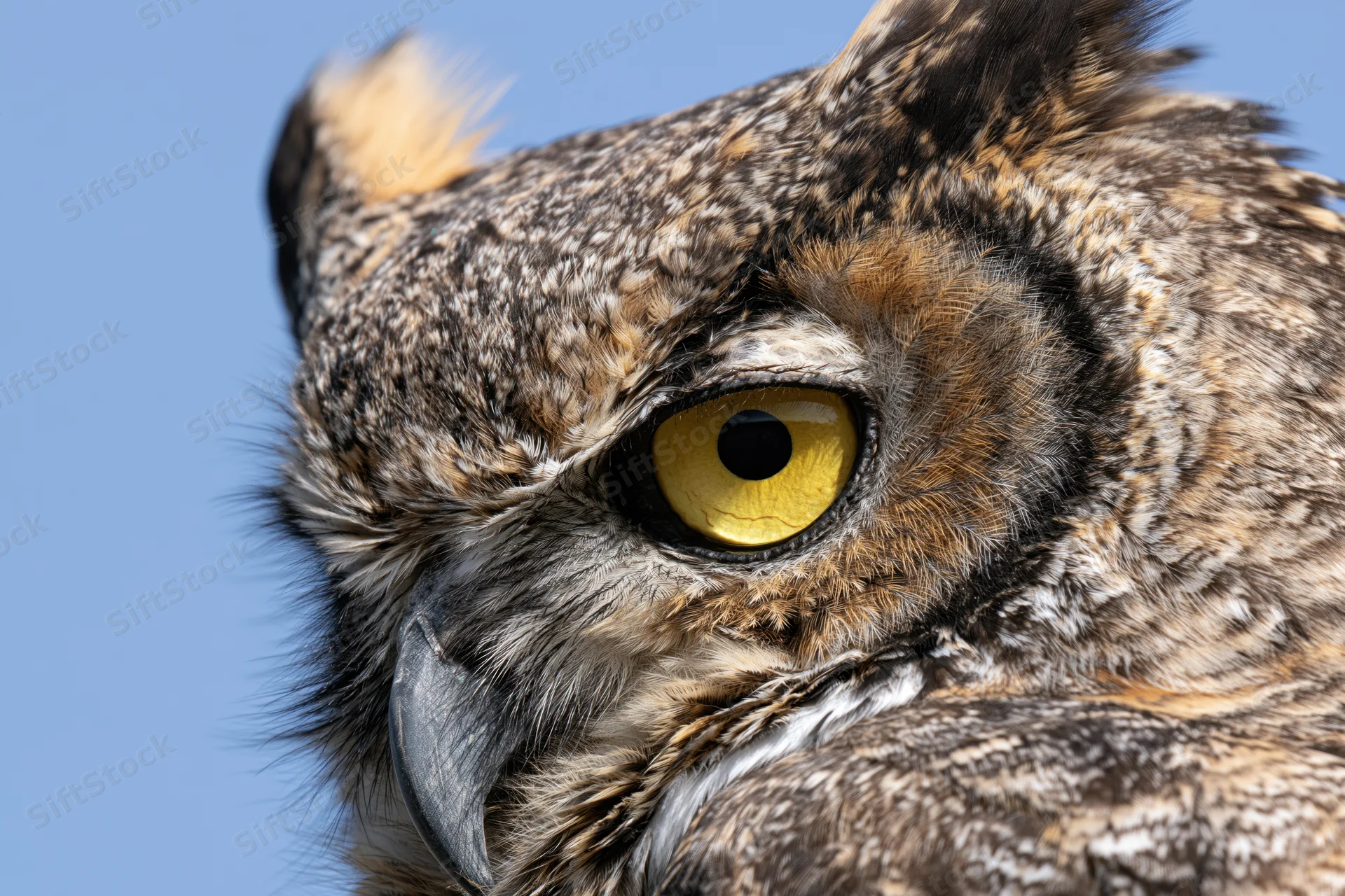 Great horned owl head in extreme closeup against blue sky