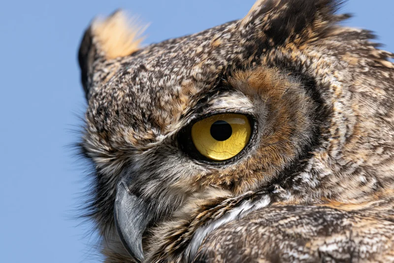 Great horned owl head in extreme closeup against blue sky