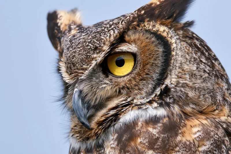 Great horned owl head in extreme closeup against blue sky