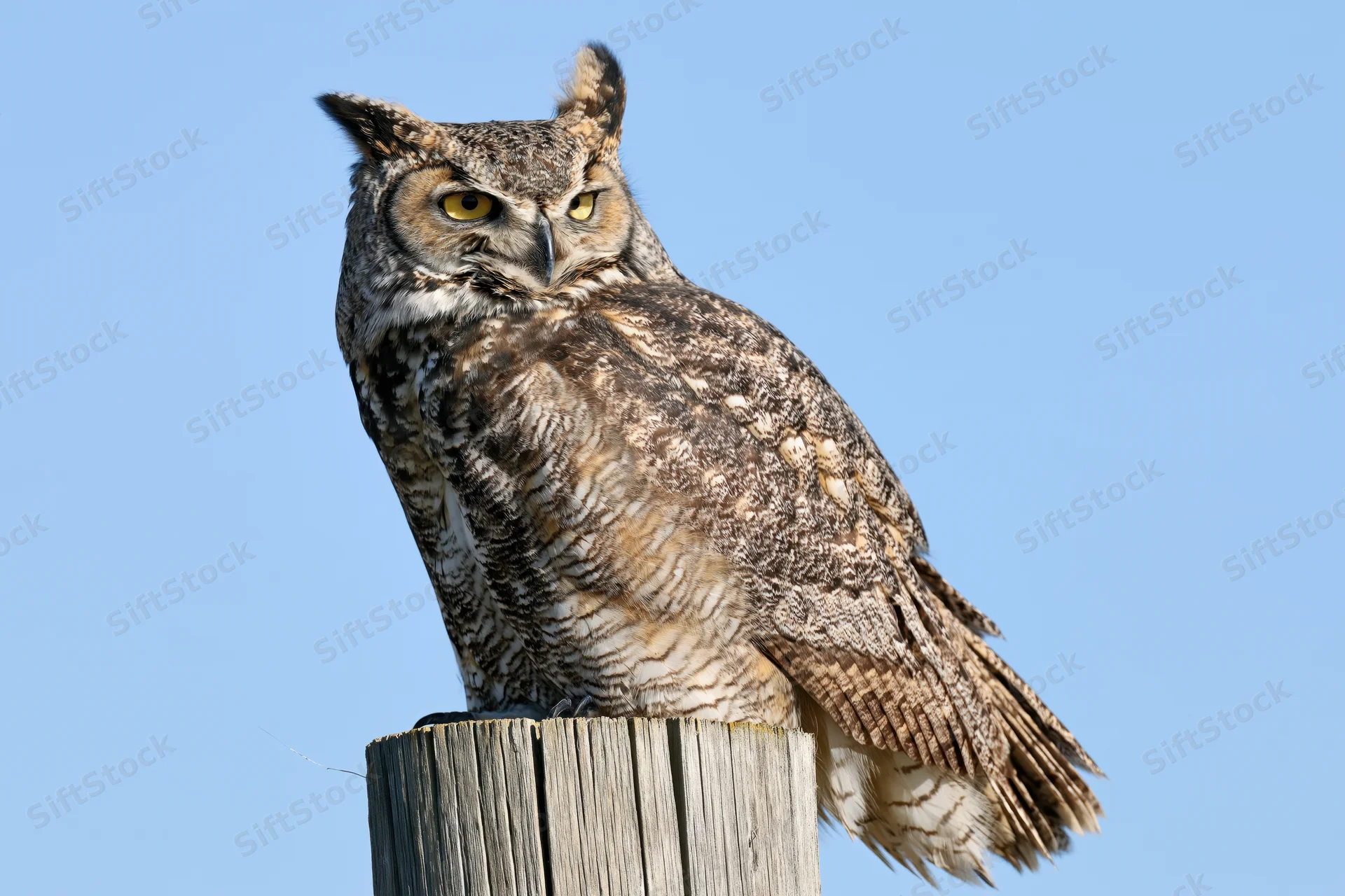 Great horned owl perched on a weathered wooden fence post against a clear blue sky