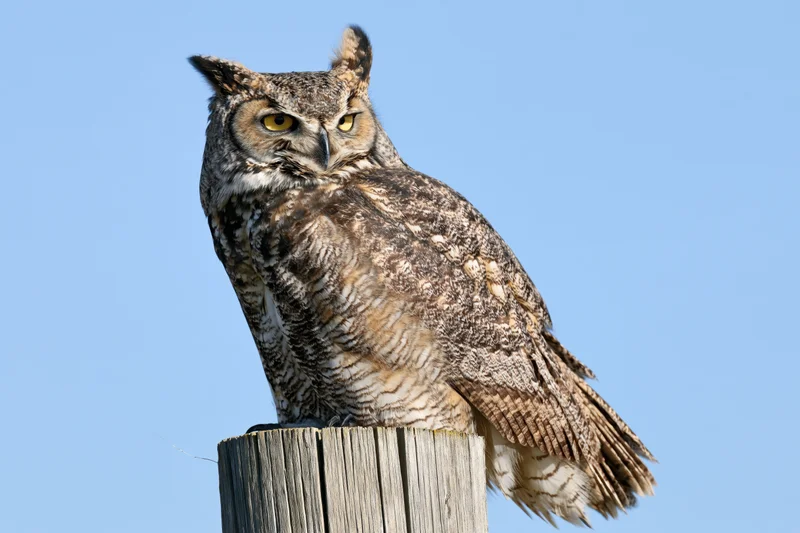 Great horned owl perched on a weathered wooden fence post against a clear blue sky