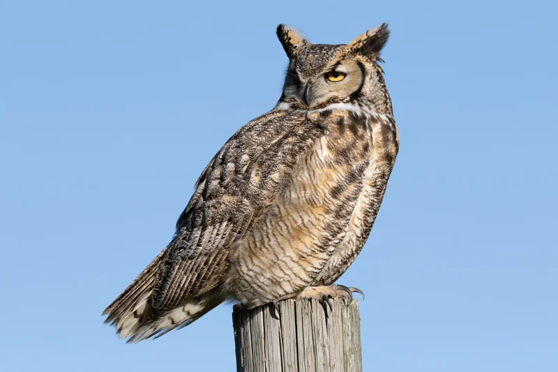Great horned owl perched on a weathered wooden fence post against a clear blue sky
