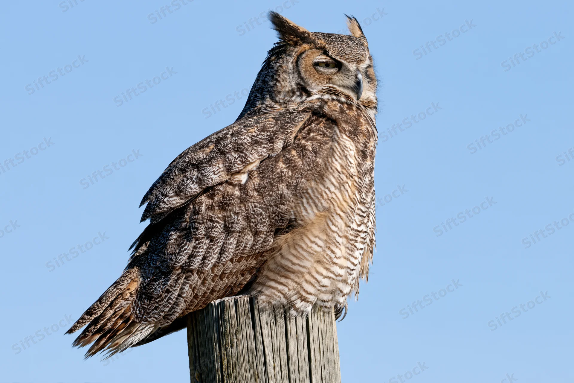 Great horned owl perched on a weathered wooden fence post against a clear blue sky