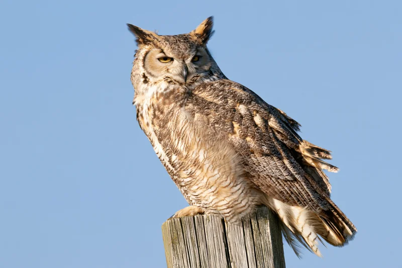 Great horned owl perched on a weathered wooden fence post against a clear blue sky