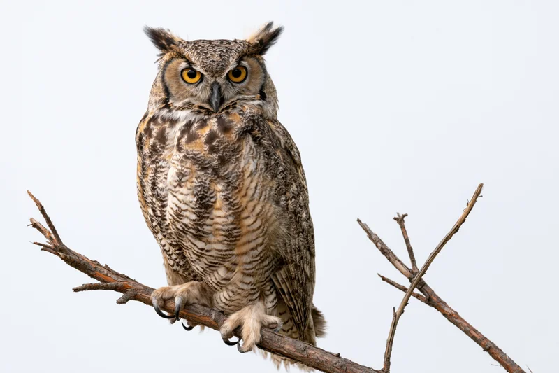 Great horned owl perched upright on a bare wooden branch against a white sky